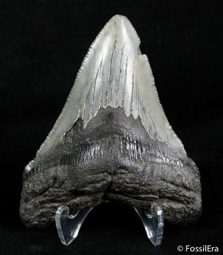 Inch Megalodon Tooth #3075